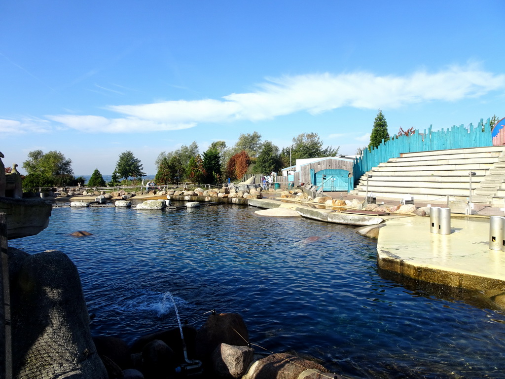 Walruses at the Walrussenwal area at the Dolfinarium Harderwijk