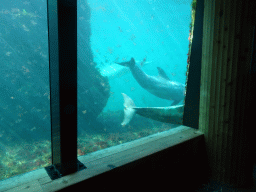 Common Bottlenose Dolphins at the Onder Odiezee area at the Dolfinarium Harderwijk