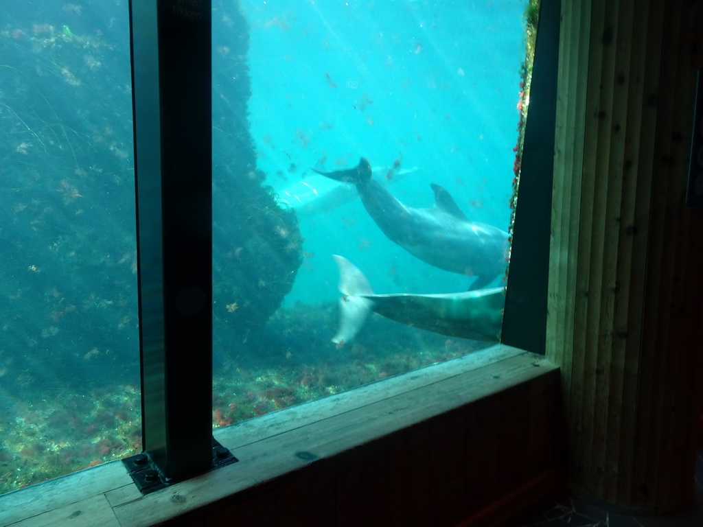 Common Bottlenose Dolphins at the Onder Odiezee area at the Dolfinarium Harderwijk