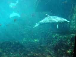 Common Bottlenose Dolphins at the Onder Odiezee area at the Dolfinarium Harderwijk