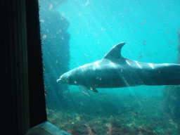 Common Bottlenose Dolphin at the Onder Odiezee area at the Dolfinarium Harderwijk