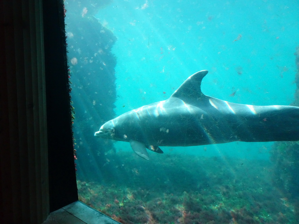 Common Bottlenose Dolphin at the Onder Odiezee area at the Dolfinarium Harderwijk