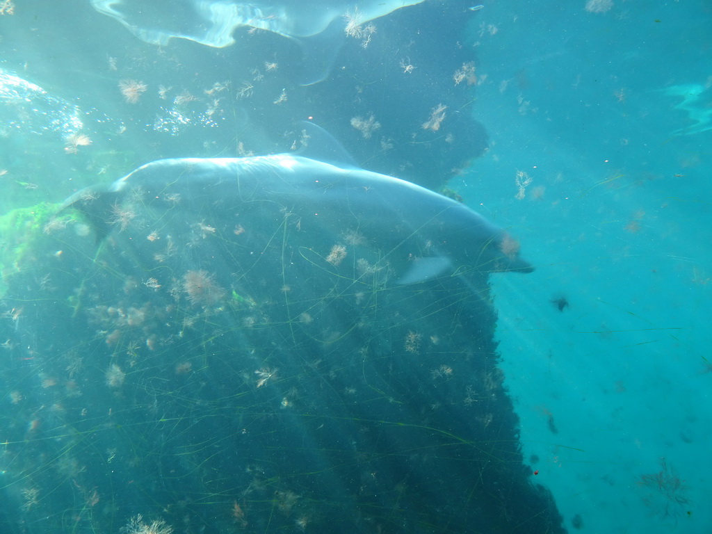 Common Bottlenose Dolphin at the Onder Odiezee area at the Dolfinarium Harderwijk