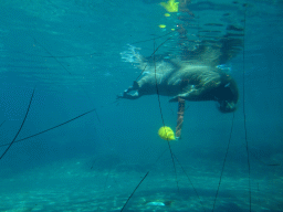 Walrus at the Onder Odiezee area at the Dolfinarium Harderwijk