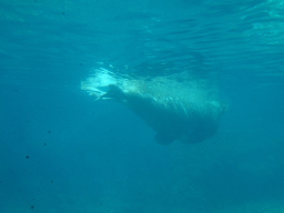 Walrus at the Onder Odiezee area at the Dolfinarium Harderwijk