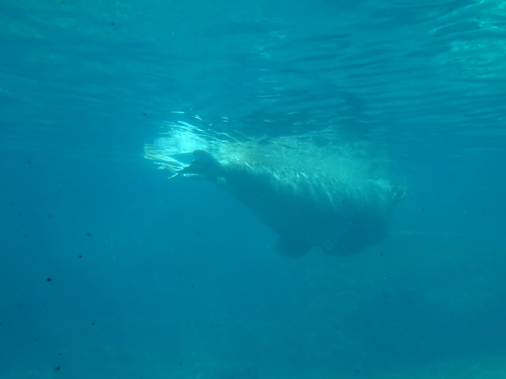 Walrus at the Onder Odiezee area at the Dolfinarium Harderwijk