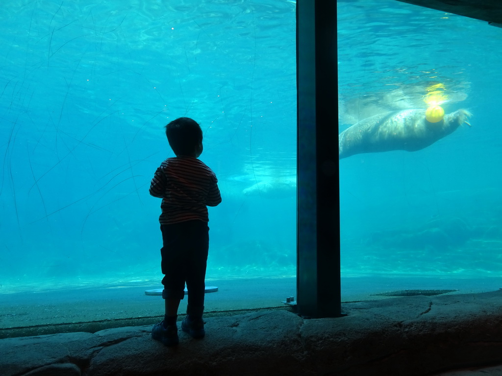 Max with Walruses at the Onder Odiezee area at the Dolfinarium Harderwijk