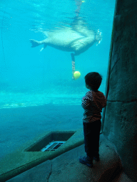 Max with Walrus at the Onder Odiezee area at the Dolfinarium Harderwijk