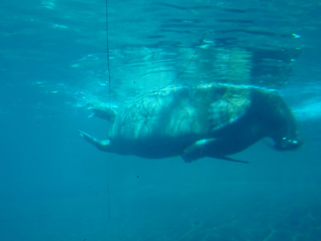 Walrus at the Onder Odiezee area at the Dolfinarium Harderwijk