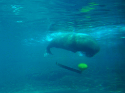 Walrus at the Onder Odiezee area at the Dolfinarium Harderwijk