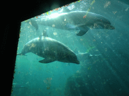 Common Bottlenose Dolphins at the Onder Odiezee area at the Dolfinarium Harderwijk