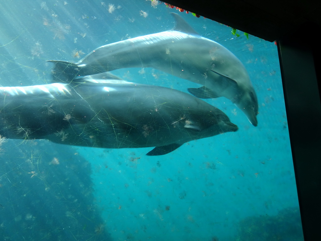 Common Bottlenose Dolphins at the Onder Odiezee area at the Dolfinarium Harderwijk