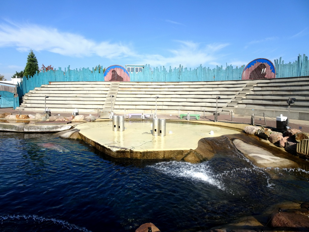 Walrus at the Walrussenwal area at the Dolfinarium Harderwijk