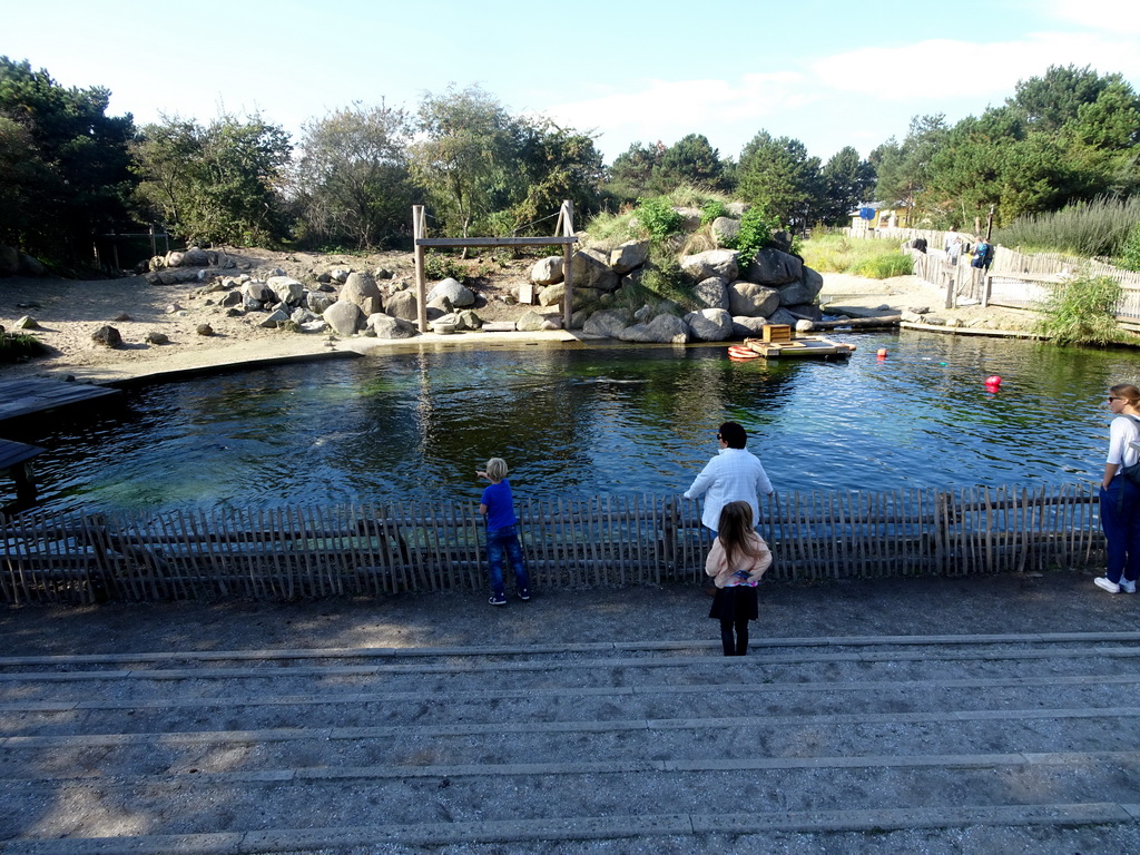 Seals at the Zeehondenzand area at the Dolfinarium Harderwijk