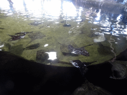 Stingrays at the Roggenrif area at the Dolfinarium Harderwijk