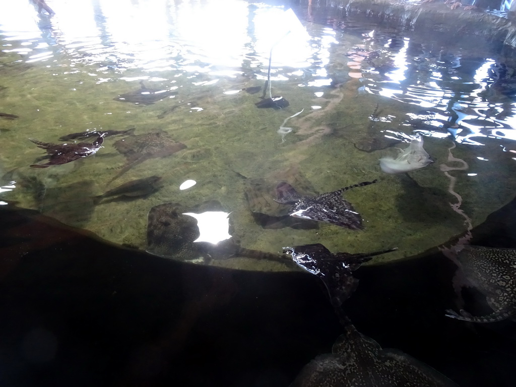 Stingrays at the Roggenrif area at the Dolfinarium Harderwijk