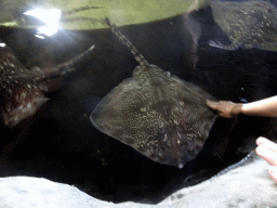 Stingrays at the Roggenrif area at the Dolfinarium Harderwijk