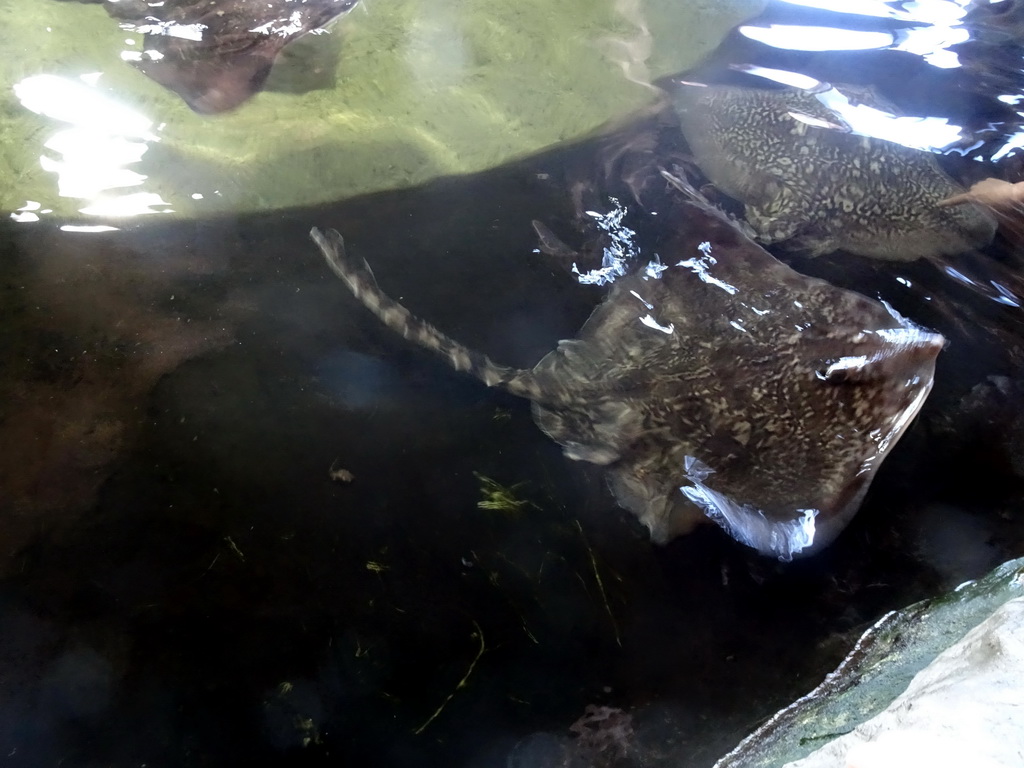 Stingrays at the Roggenrif area at the Dolfinarium Harderwijk