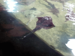 Stingrays at the Roggenrif area at the Dolfinarium Harderwijk