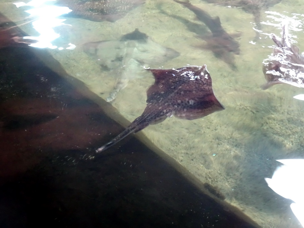 Stingrays at the Roggenrif area at the Dolfinarium Harderwijk