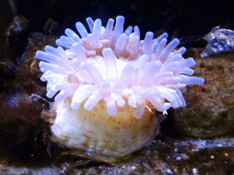 Dahlia Anemone at the Noordzeegebied area at the Dolfinarium Harderwijk