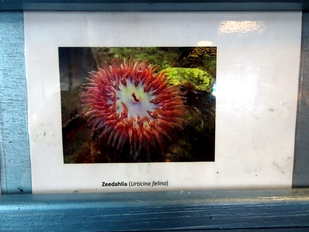 Explanation on the Dahlia Anemone at the Noordzeegebied area at the Dolfinarium Harderwijk