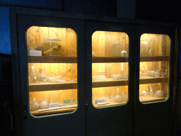 Closet with a stuffed young Seal, a bone and a tooth of a Whale and laboratory items, at the Noordzeegebied area at the Dolfinarium Harderwijk