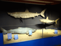 Stuffed Sharks at the Noordzeegebied area at the Dolfinarium Harderwijk