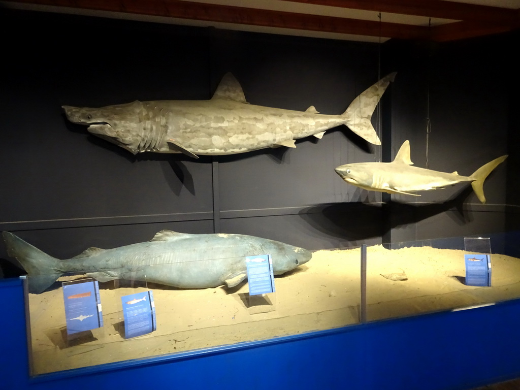 Stuffed Sharks at the Noordzeegebied area at the Dolfinarium Harderwijk