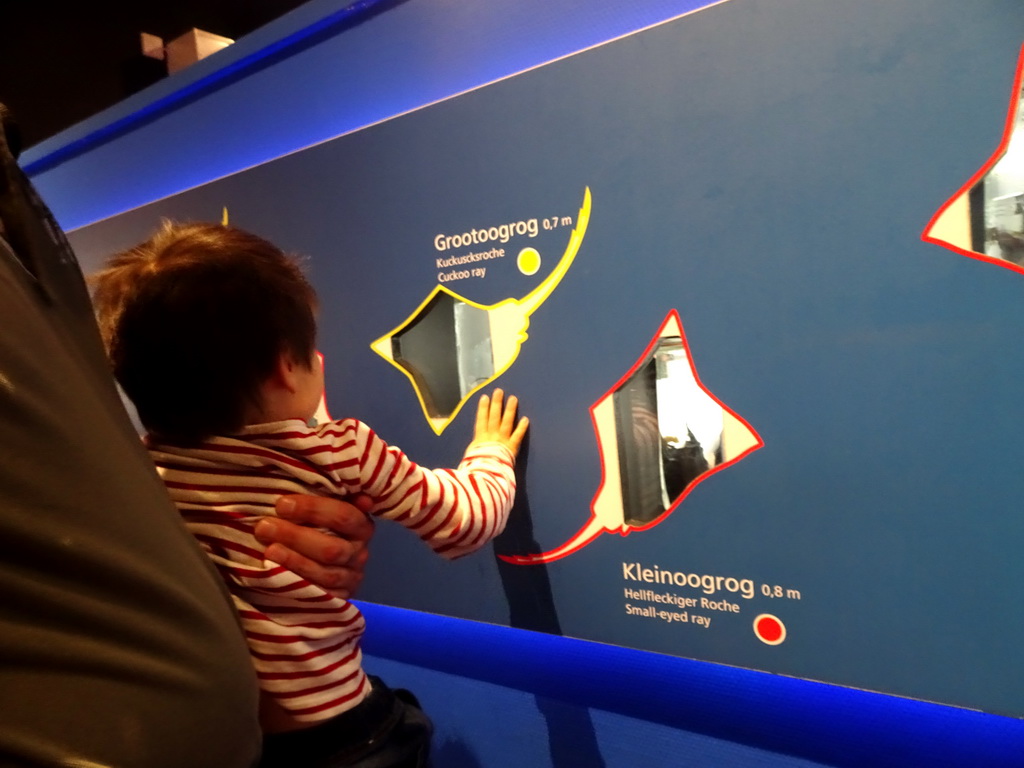 Max with information on Stingrays at the Noordzeegebied area at the Dolfinarium Harderwijk