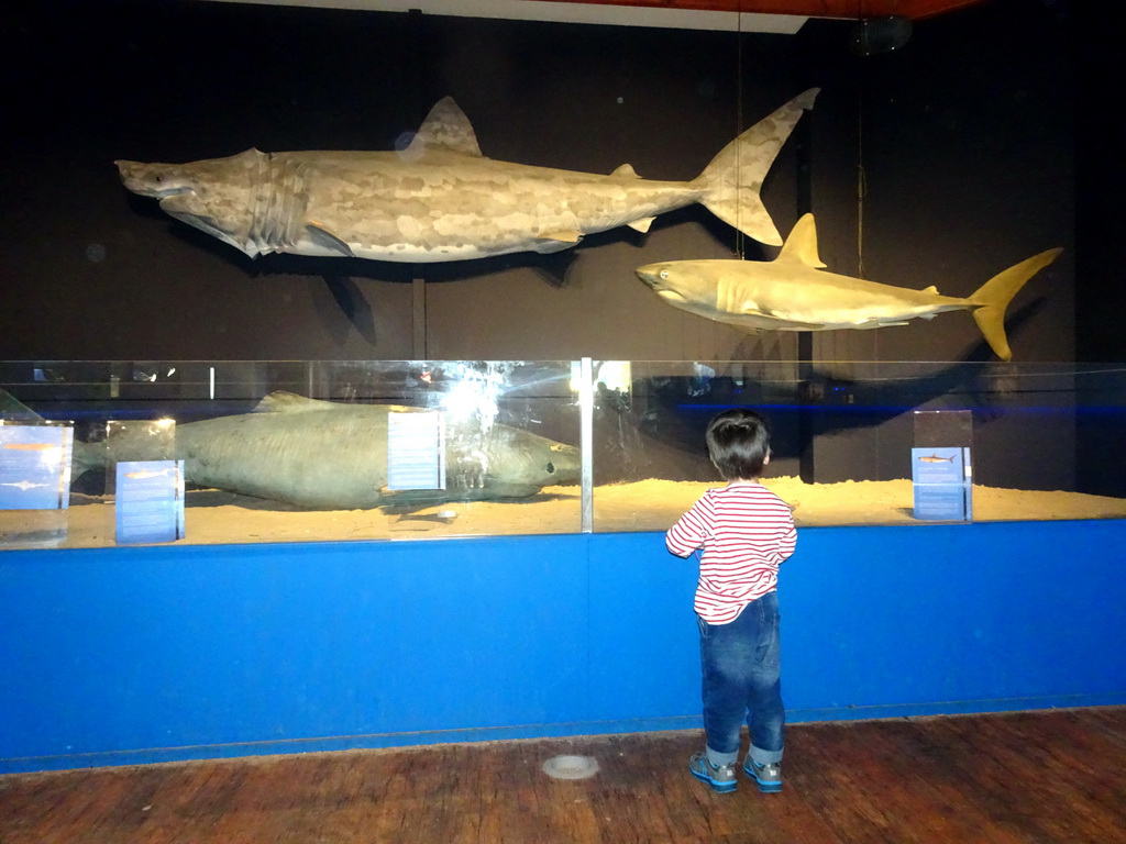 Max with stuffed Sharks at the Noordzeegebied area at the Dolfinarium Harderwijk