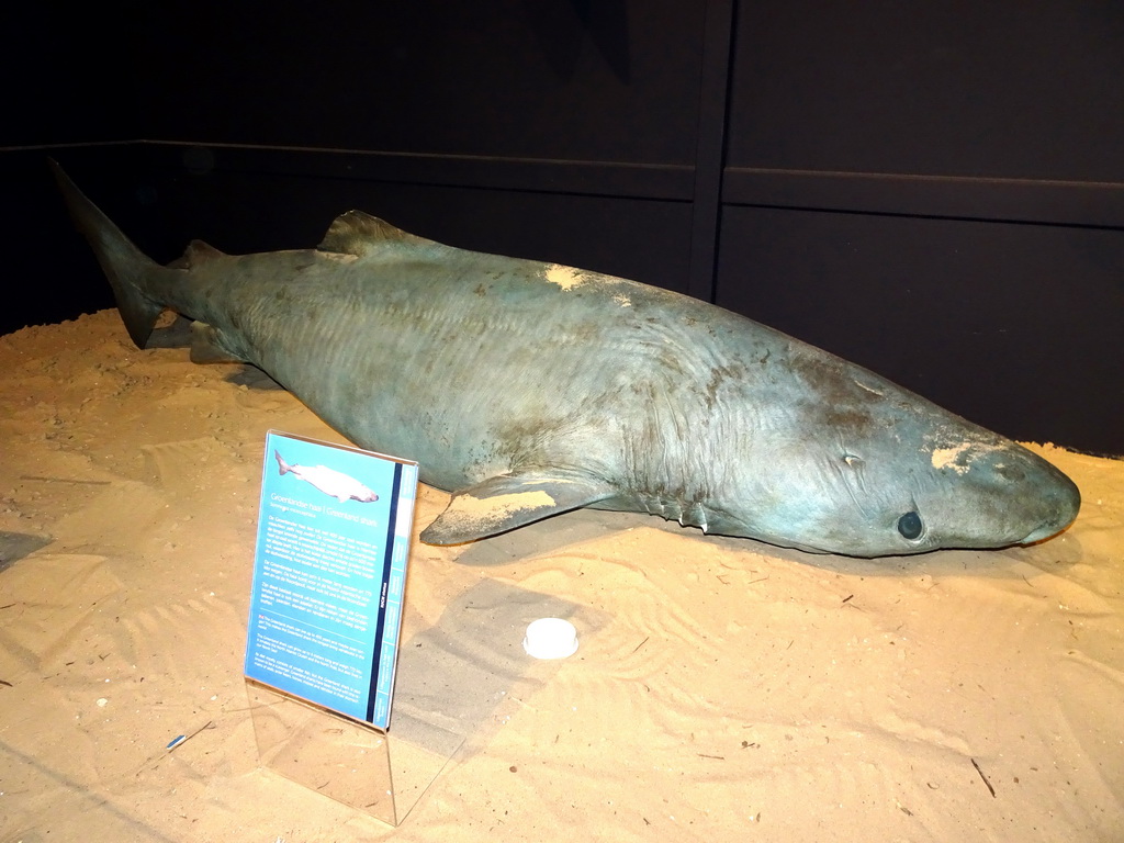 Stuffed Greenland Shark at the Noordzeegebied area at the Dolfinarium Harderwijk, with explanation