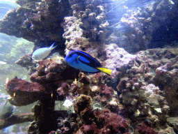Blue Tang, other fish and coral at Restaurant De Andersom at the Dolfinarium Harderwijk