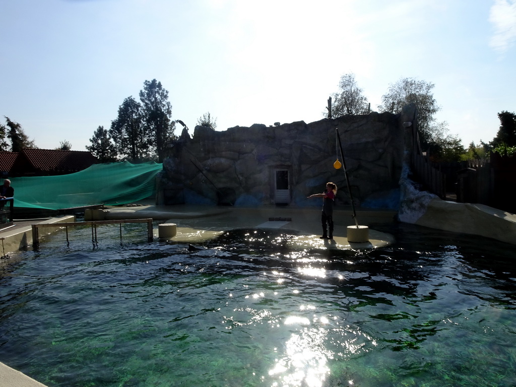 Zookeeper and Harbour Porpoises at the Bruinvisbaai at the Dolfinarium Harderwijk