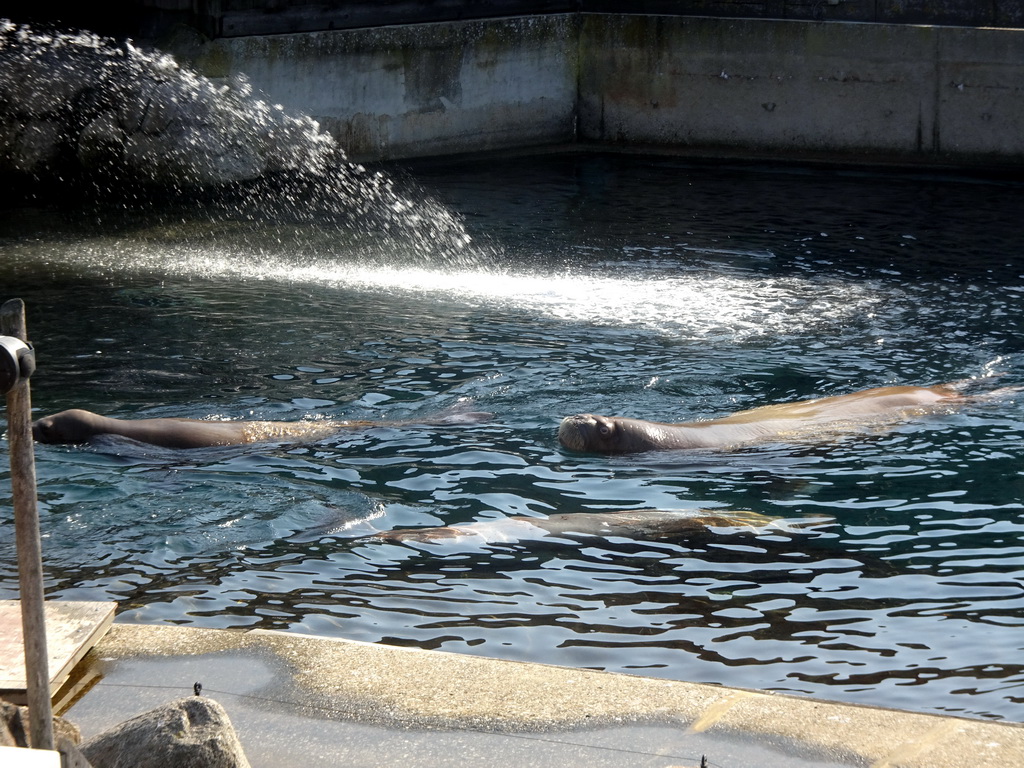 Walruses during the Snor(rrr)show at the Walrussenwal area at the Dolfinarium Harderwijk