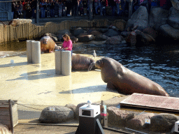 Zookeeper and Walruses during the Snor(rrr)show at the Walrussenwal area at the Dolfinarium Harderwijk