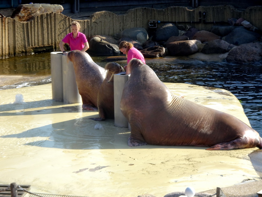 Zookeepers and Walruses during the Snor(rrr)show at the Walrussenwal area at the Dolfinarium Harderwijk