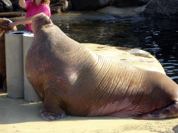 Walrus during the Snor(rrr)show at the Walrussenwal area at the Dolfinarium Harderwijk