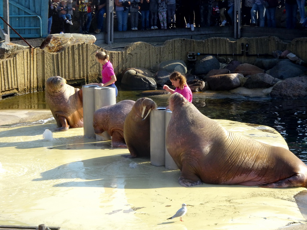 Zookeepers and Walruses during the Snor(rrr)show at the Walrussenwal area at the Dolfinarium Harderwijk