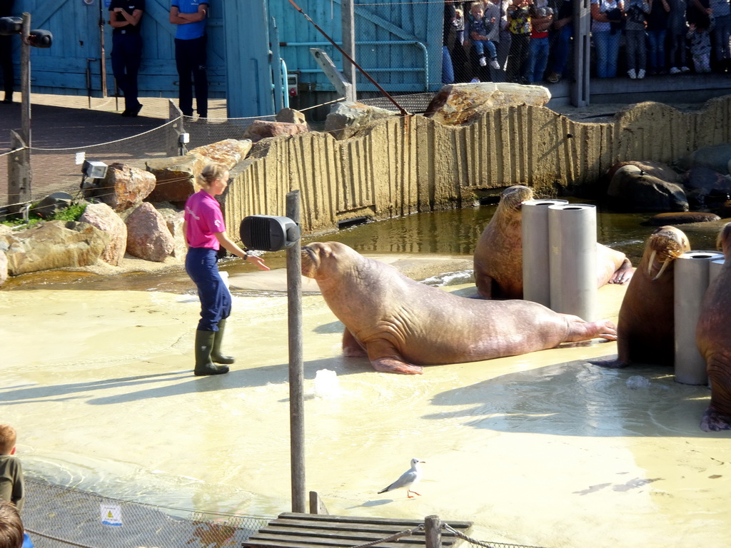 Zookeeper and Walruses during the Snor(rrr)show at the Walrussenwal area at the Dolfinarium Harderwijk