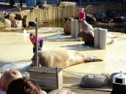 Zookeepers and Walruses during the Snor(rrr)show at the Walrussenwal area at the Dolfinarium Harderwijk