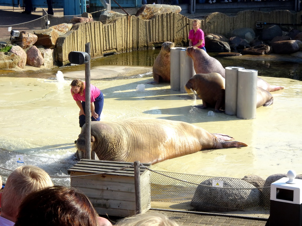 Zookeepers and Walruses during the Snor(rrr)show at the Walrussenwal area at the Dolfinarium Harderwijk