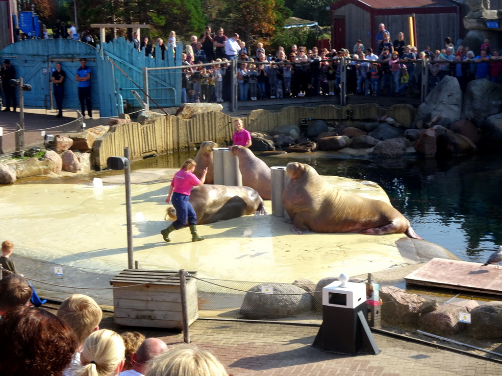 Zookeepers and Walruses during the Snor(rrr)show at the Walrussenwal area at the Dolfinarium Harderwijk