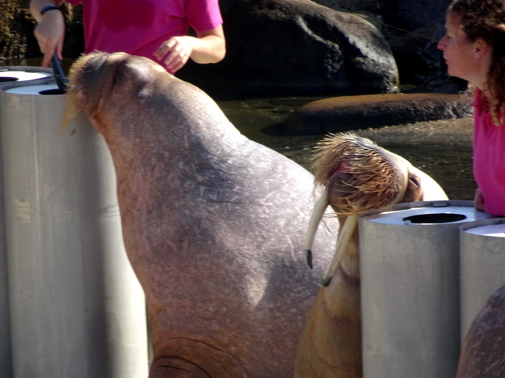 Zookeepers and Walruses during the Snor(rrr)show at the Walrussenwal area at the Dolfinarium Harderwijk