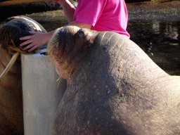 Zookeeper and Walruses during the Snor(rrr)show at the Walrussenwal area at the Dolfinarium Harderwijk