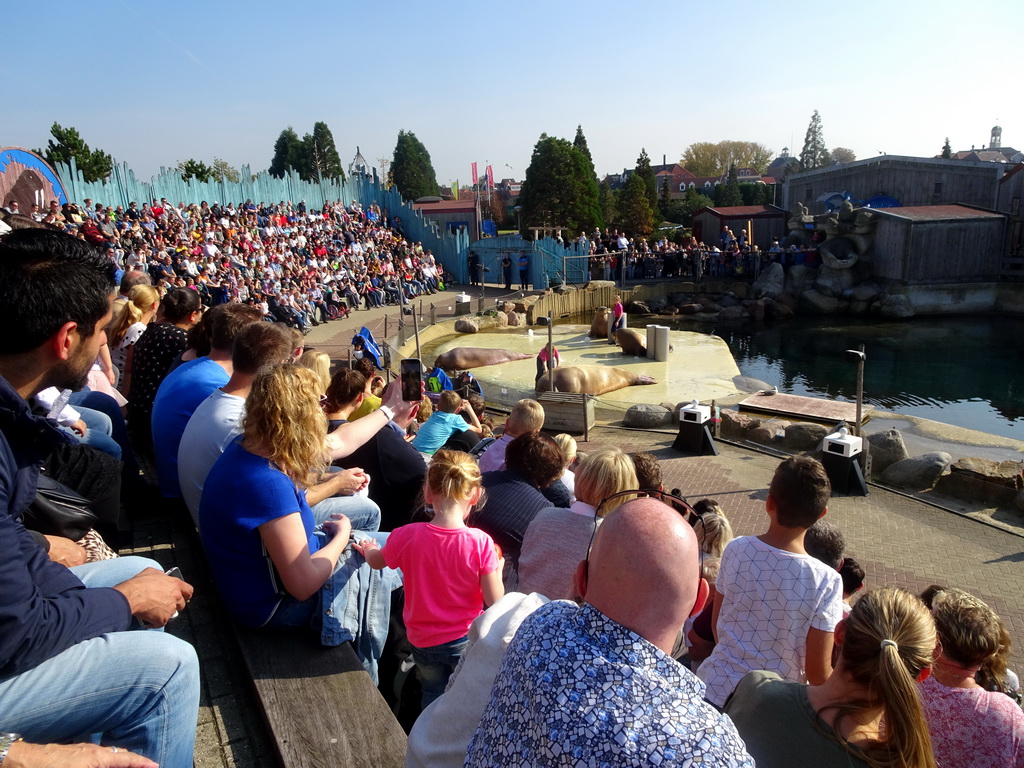 Zookeepers and Walruses during the Snor(rrr)show at the Walrussenwal area at the Dolfinarium Harderwijk