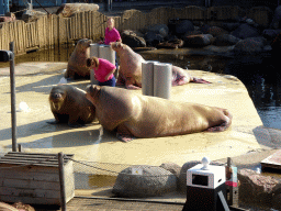 Zookeepers and Walruses during the Snor(rrr)show at the Walrussenwal area at the Dolfinarium Harderwijk