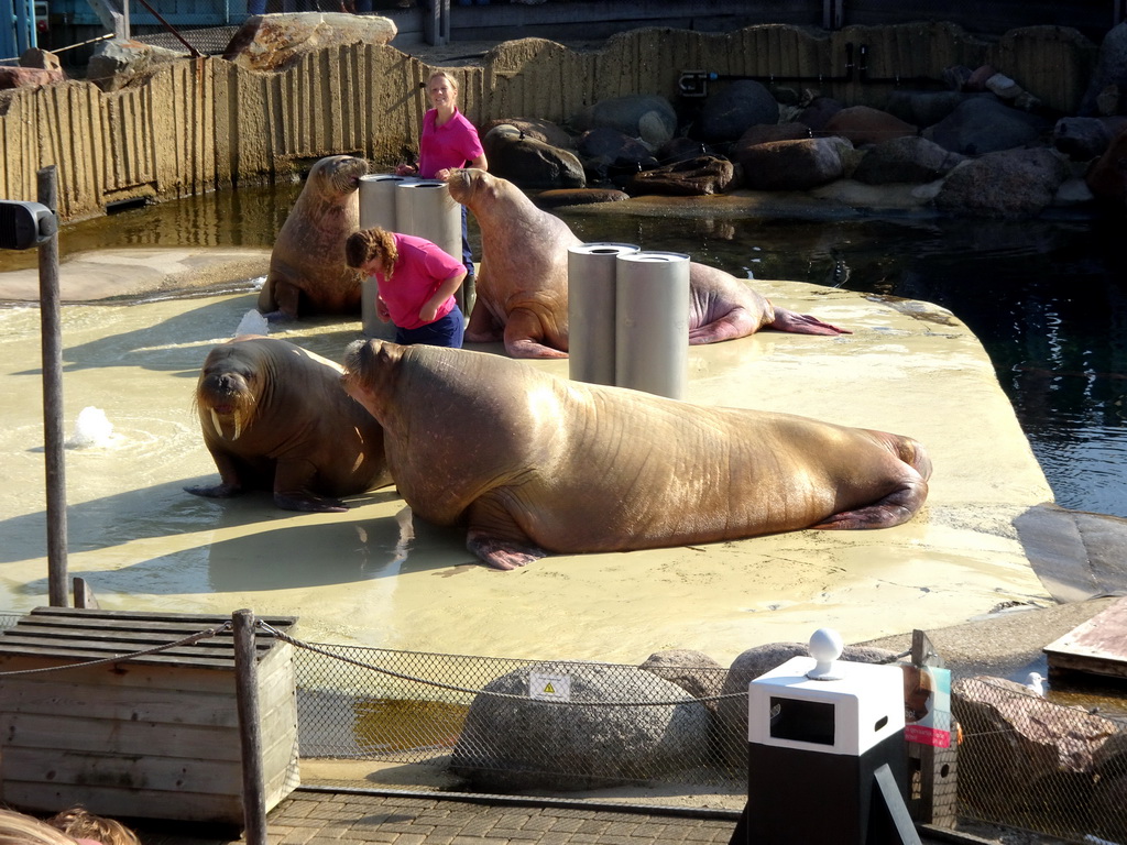 Zookeepers and Walruses during the Snor(rrr)show at the Walrussenwal area at the Dolfinarium Harderwijk