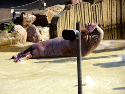 Walrus during the Snor(rrr)show at the Walrussenwal area at the Dolfinarium Harderwijk
