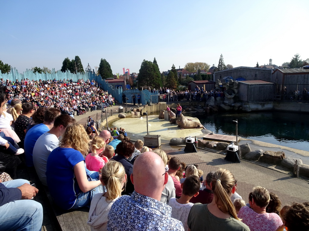 Zookeepers and Walruses during the Snor(rrr)show at the Walrussenwal area at the Dolfinarium Harderwijk